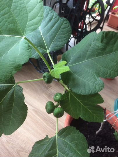 Муррайя и комнатные, садовые растения