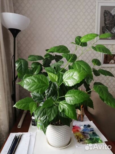 Гибискус/розан большой взрослый