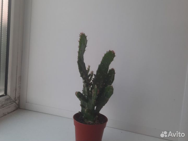 Кактус опунция в горшке