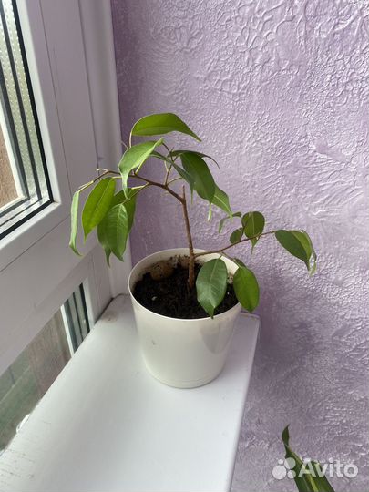 Спацифилум, замиокулькас, фикус