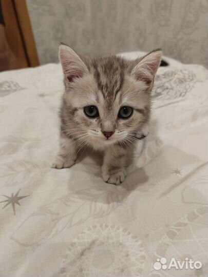 Отдам бесплатно котят