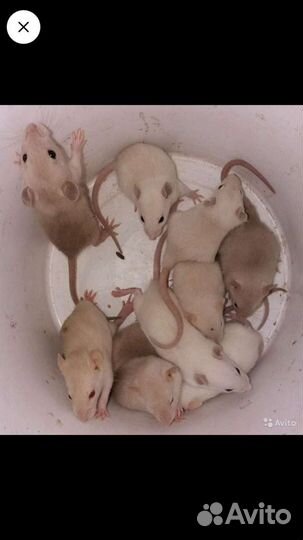 Эксклюзивные крыски дамбо сиам бурмиз и клетки