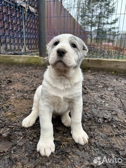 Щенки Алабая (сао) от Чемпионов России