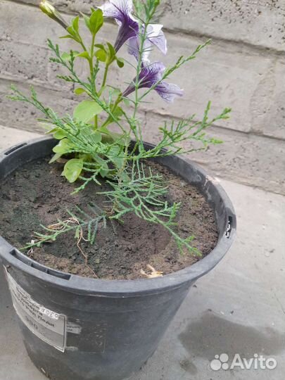 Туя западный брабант высота 20 см