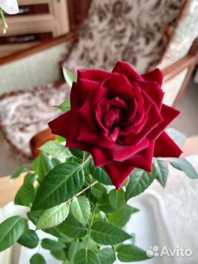 Роза комнатная