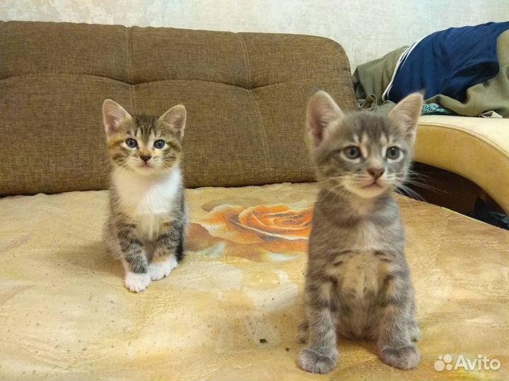 Кошки в добрые руки бесплатно