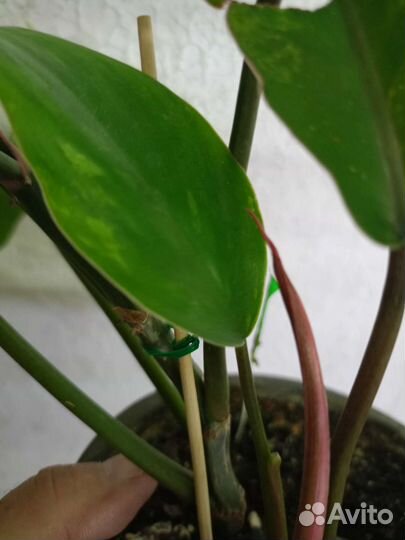 Филодендроны