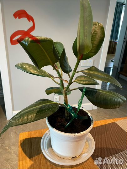 Фикус робуста