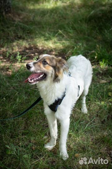 Красавчик - щенок ждёт вас в приюте