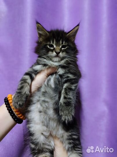 Котята Мейн-Кун