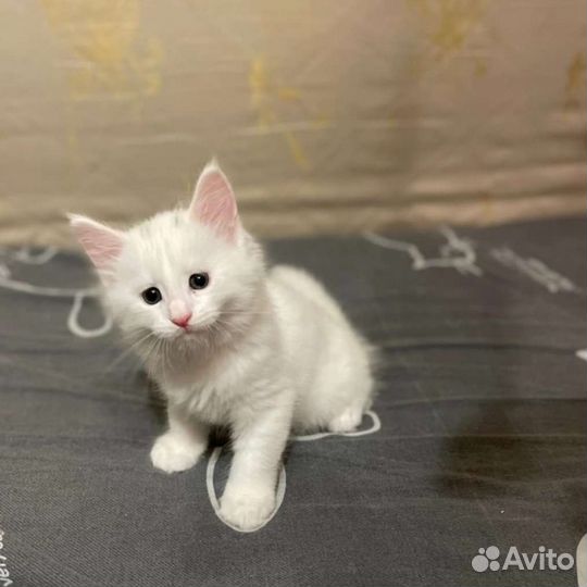Котята мейн-кун
