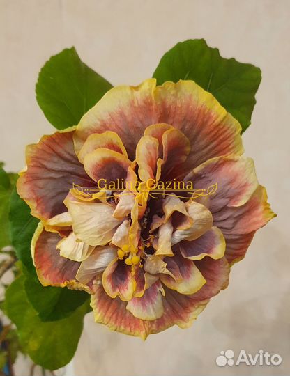 Сортовой гибискус crown jellyfish