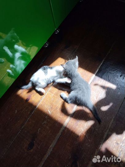 Котята в добрые руки 1 месяц