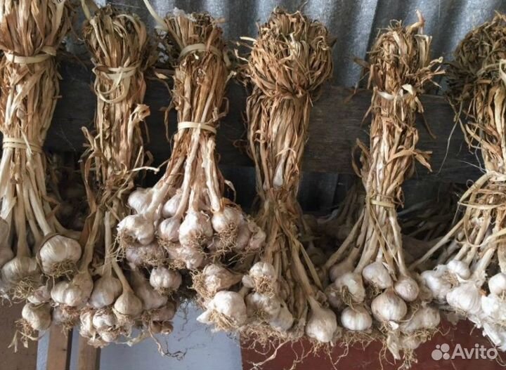 Продам чеснок
