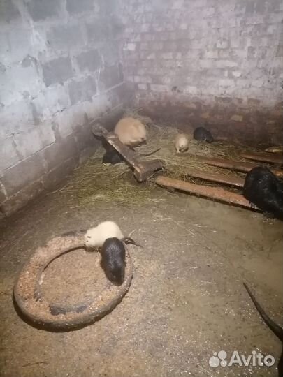 Нутрии на племя