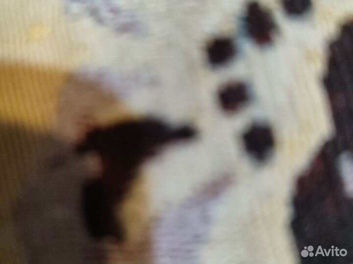 Телка молодая