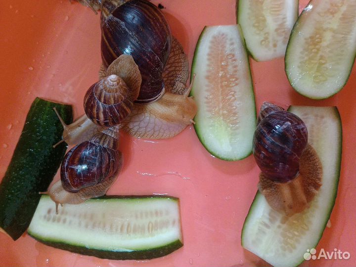 Улитки ахатины