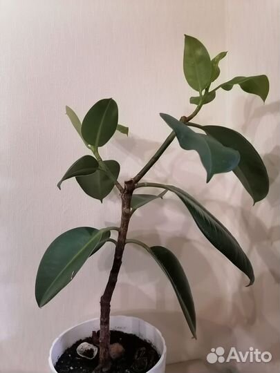 Фикус каучуконосный