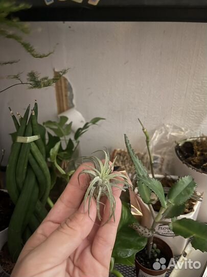 Тилландсия атмосферная