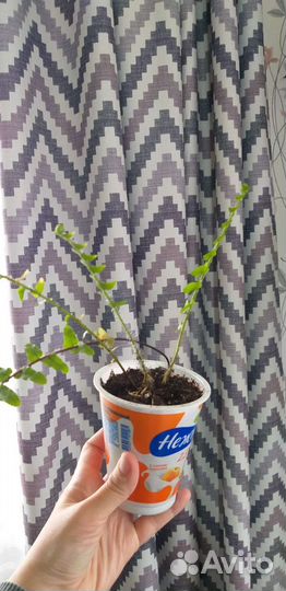 Папоротник