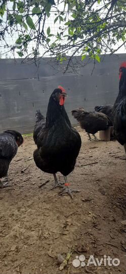 Породистые куры Джерсийский гигант