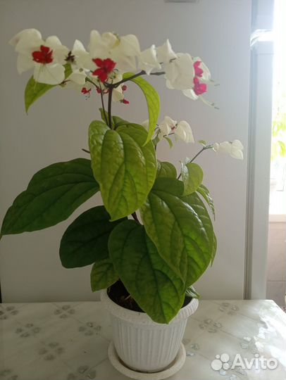 Продам цветок клеродендрум