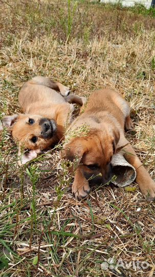 Щенок в добрые руки бесплатно