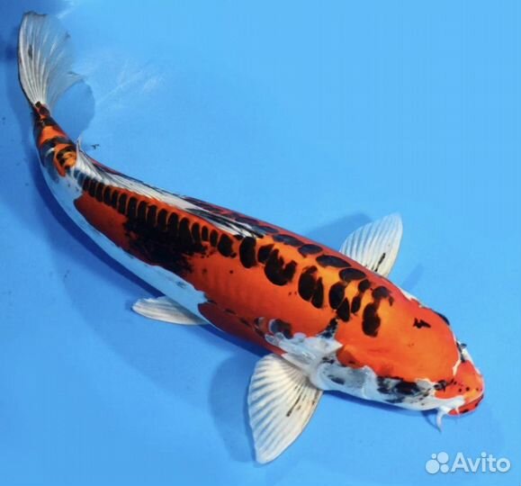 Живая рыба для пруда