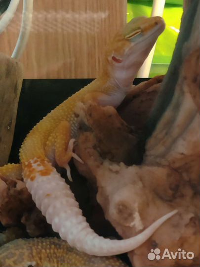 Эублефар малыши