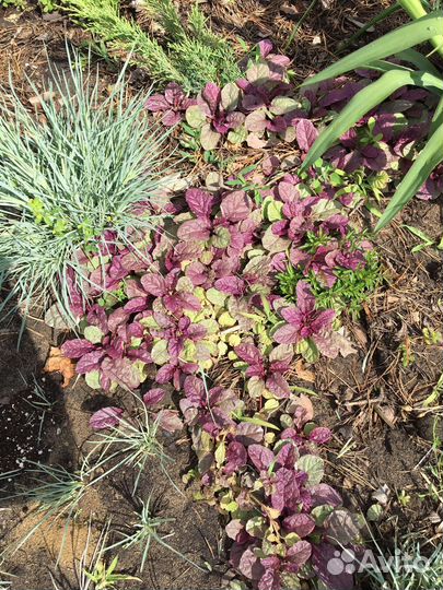 Многолетние цветы для сада