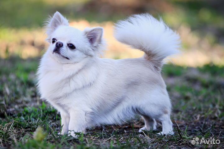 Чихуахуа кобель для вязки