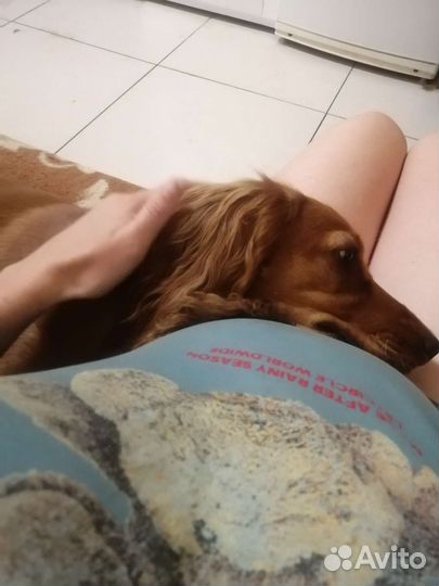 Кокер спаниель