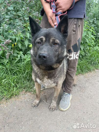 Собака в дар