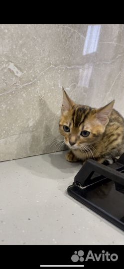 Бенгальская кошка