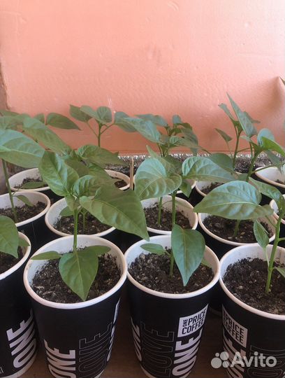 Рассада сладкого перца и помидор