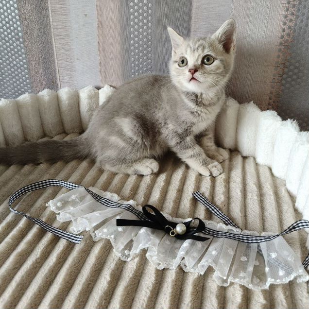 Британский короткошёрстный котёнок