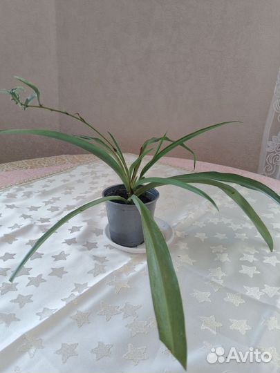 Комнатные цветы