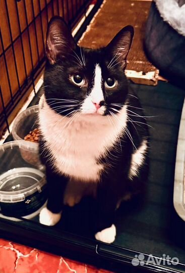 Кошечка ручная