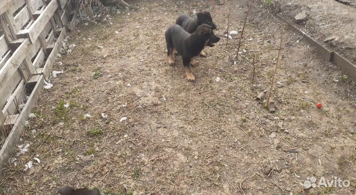 Продам щенят