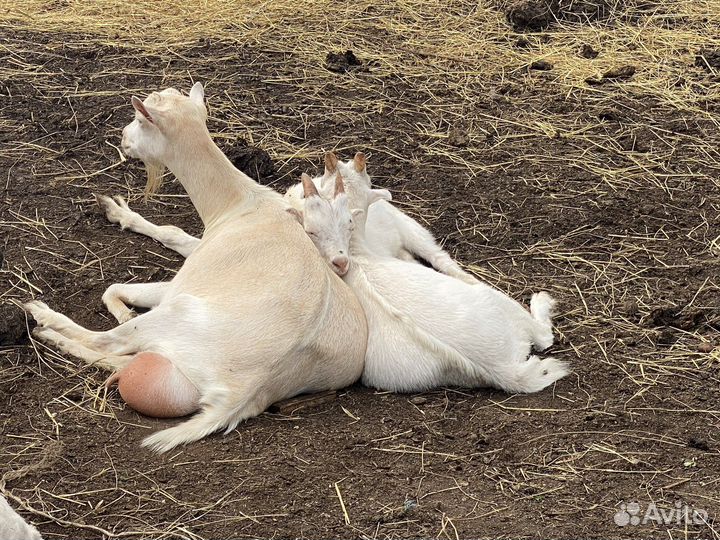 Сельхозживотные