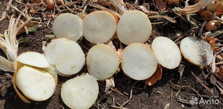 Лук на перо Штутгарт оптом