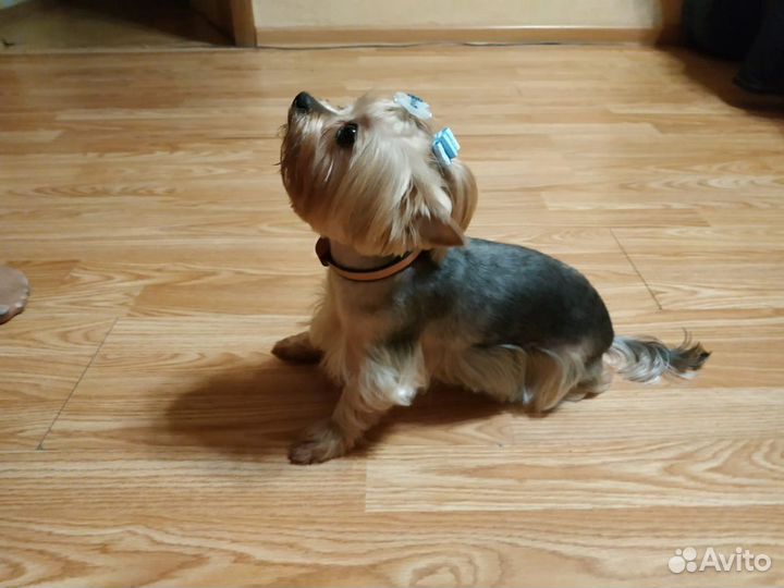 Стрижка собак