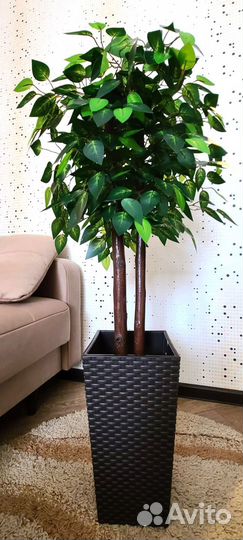Декоративное дерево Фикус
