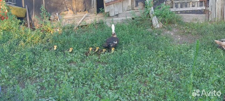 Продаются утята и индоутята