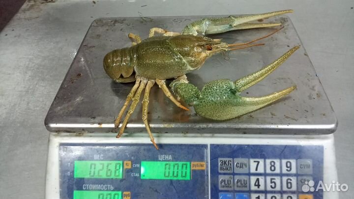 Живые раки с доставкой
