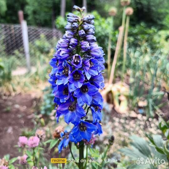 Саженцы многолетних цветов для сада