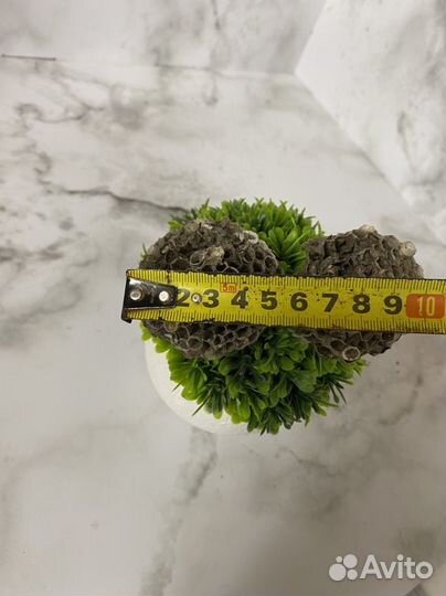 Осиное гнездо