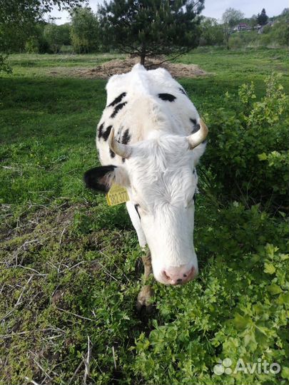 Корова дойная