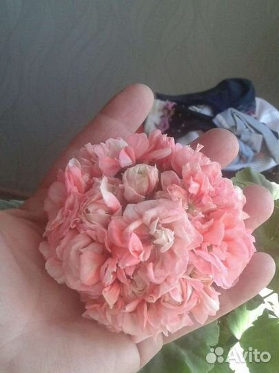 Пеларгония герань