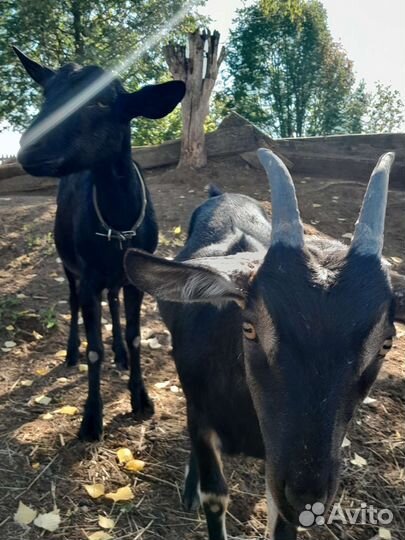 Нубийская козочка